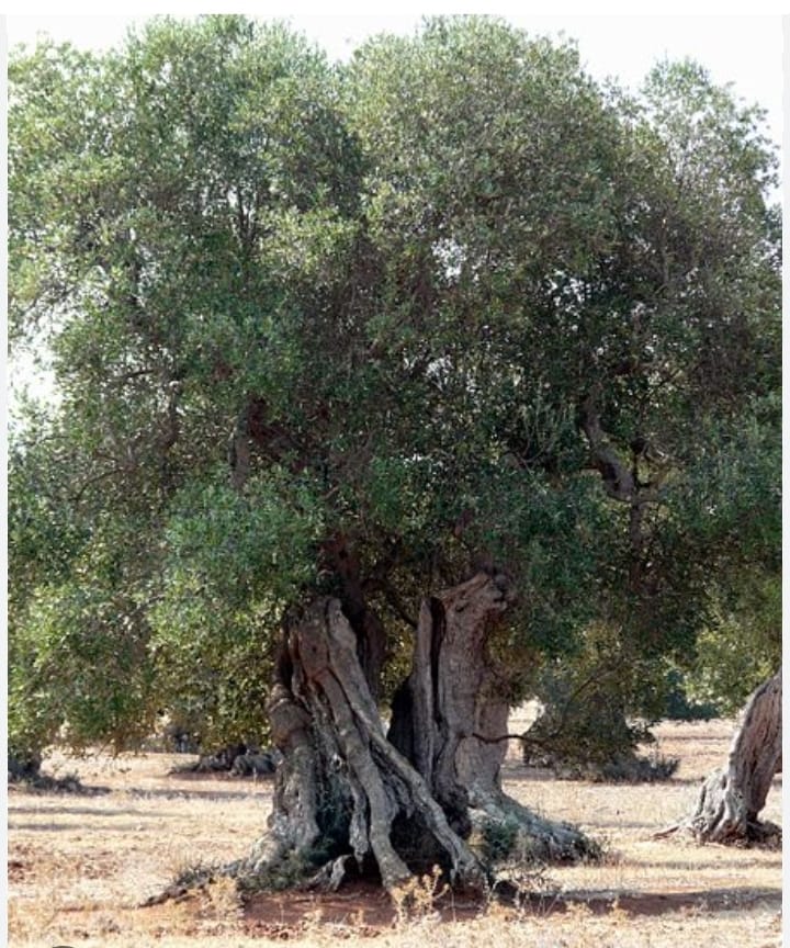 XYLELLA